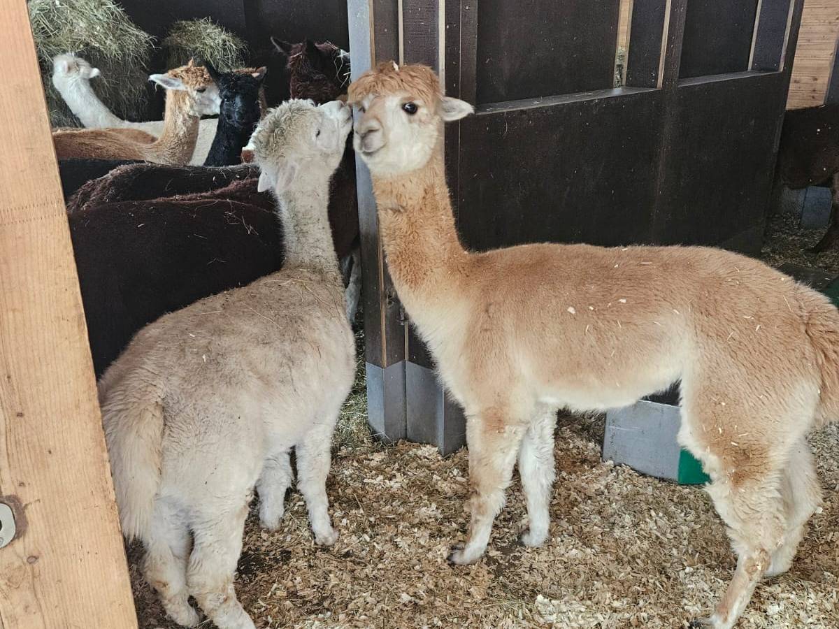 Von Alpaka bis Qualle – Tierversuche in&nbsp;Göttingen